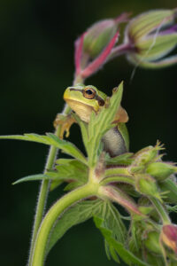 Rosnička zelená (Hyla arborea) v přirozeném prostředí