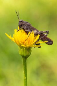 Saranče vrzavá (Psophus stridulus) na květu pampelišky, macro