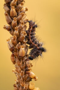 Šípověnka hojná (Acronicta rumicis) macro detail